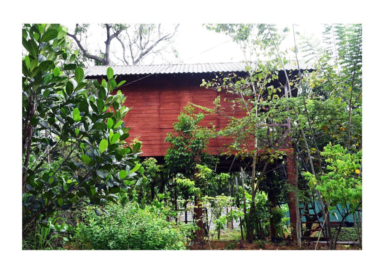 Sun And Green Eco Lodge - Dambulla Zewnętrze zdjęcie